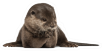 Oriental Small-clawed Otter Sticker