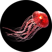 3d Rendering Of Pink Jellyfish Isolated On Black Sticker