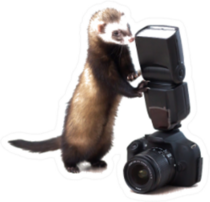 A Ferret With A Camera Sticker