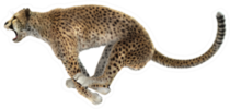 A Jumping Cheetah Isolated On White Sticker