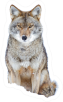 A Lone Coyote Sitting In The Winter Snow Sticker