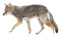 A Lone Coyote Sticker