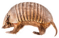 A Stuffed Armadillo Isolated On White Sticker