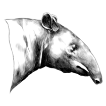 Aardvark Sketch Sticker