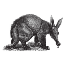 Aardvark Vintage Illustration Sticker