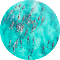 Aerial Close Up Of A Dolphin Pods Swimming Sticker