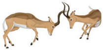 African Antelope Fighting Sticker