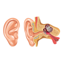 Anatomy Of Human Ear Sticker