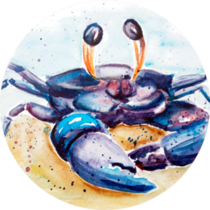 Aquarelle Painting Of Crab Sketch Art Illustration Sticker