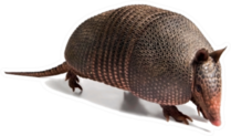 Armadillo Of Six Bands Sticker