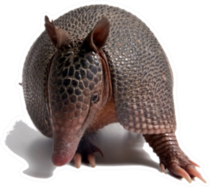 Armadillo Standing Sticker