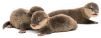 Baby Asian Small-clawed Otters Sticker