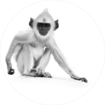 Baby Gray Monkey Sitting On A Stone Wall Sticker