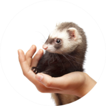 Beautiful Ferret On Hand Sticker