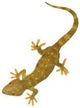 Beautiful Tokay Gecko Lizard Sticker