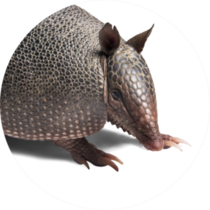 Big Armadillo Close Up Sticker