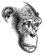 Black And White Ape Illustration Sticker