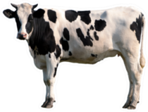 Black And White Cow Isolated Sticker