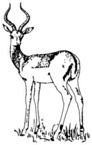 Black And White Sketch Of Antelope Sticker