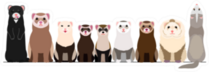 Border Of Various Ferrets Sticker