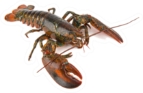 Boston Lobster Isolated On White Sticker