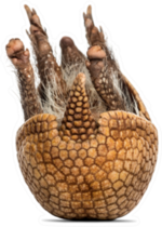 Brazilian Three-banded Armadillo On Its Back, Sticker