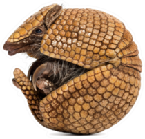 Brazilian Three-banded Armadillo Rolling Sticker