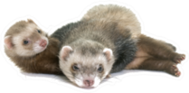 Brown Ferrets Laying On Each Other Sticker