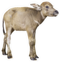 Calf Of Buffalo Sticker