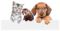 Cat, Dog And Ferret Over White Banner Sticker