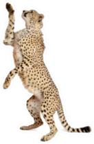 Cheetah, Standing Up And Reaching Sticker