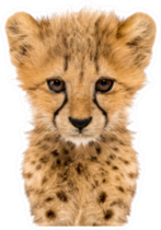 Close-up Cheetah Cub Sticker