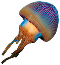 Colorful Real Jellyfish Isolated On White Sticker