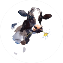 Cow Eating a Daisy Flower Sticker