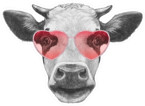 Cow In Love! Portrait Of Cow Sticker