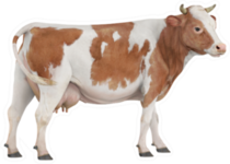 Cow Isolated On White Background Brown Spots Sticker