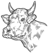 Cows Head. Hand Drawn Sketch In A Graphic Style Sticker