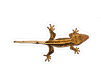 Crested Gecko Sticker