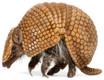 Curled Up Brazilian Armadillo Sticker