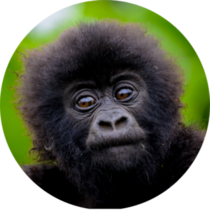 Cute Baby Gorilla Sticker