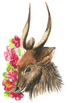 Cute Watercolor Antelope Among Big Red Flowers Sticker