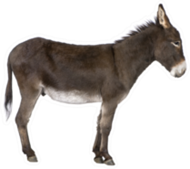 Donkey In Front Of A White Sticker