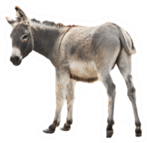 Donkey Isolated A On White Sticker