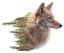 Double Exposure Of Coyote Portrait And Pine Forest Sticker