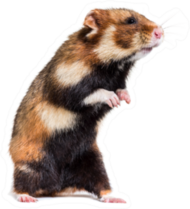 European Hamster On Hind Legs Sticker