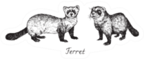 Ferret Couple, Side View, Hand Drawn Sticker