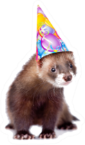 Ferret In Birthday Hat Looking At Camera Sticker