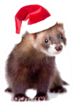 Ferret In Red Christmas Hat Looking At Camera Sticker