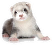 Ferret Puppy On A White Background Sticker