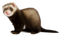 Ferret Sitting And Looking Away Sticker